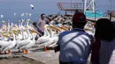 Seorang turis berpose dikelilingi kawanan pelicanos borregones atau pelikan putih di Danau Chapala, Petatan, Meksiko, 5 Februari 2022. Kawanan pelikan putih terbang dari Kanada dan Amerika Serikat ke iklim yang lebih hangat di Pulau Petatan. (AP Photo/Armando Solis)