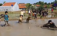 Keseruan Dedi Mulyadi ajak Anak-anak Tanam Padi di Sawah, Ending-nya Perang Lumpur