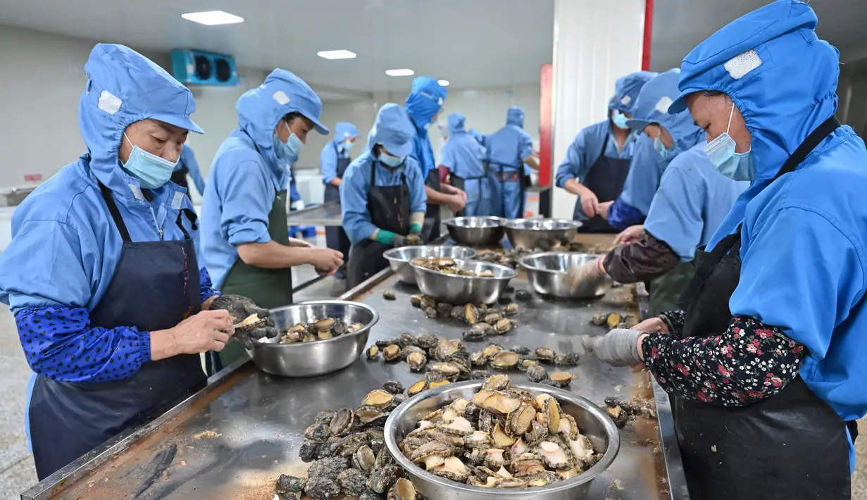 Para pekerja mengolah kerang abalon di sebuah perusahaan, Lianjiang, Provinsi Fujian, China, 14 Juli 2020. Pada 2019, total produksi abalon di Lianjiang mencapai 48.000 ton, menghasilkan nilai output sebesar 5,6 miliar yuan (1 yuan = Rp 2.087). (Xinhua/Jiang Kehong)