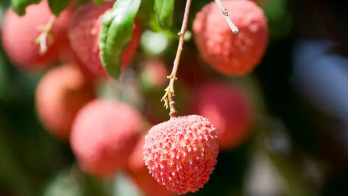 Courtesy ShutterStock.com