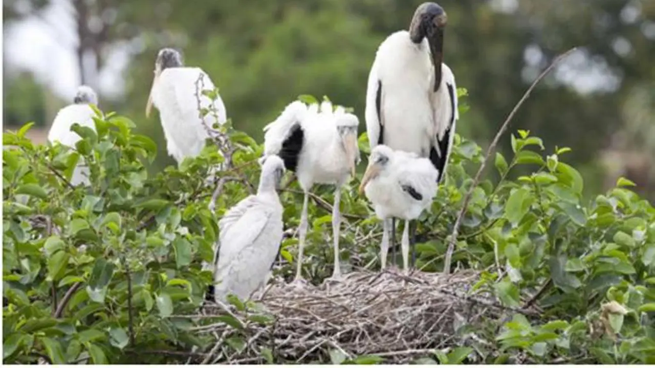 Sarang burung Woodstork dan tiga anaknya yang terletak beberapa meter di atas buaya (Foto: Nicholas E. Vitalle/University of Florida).