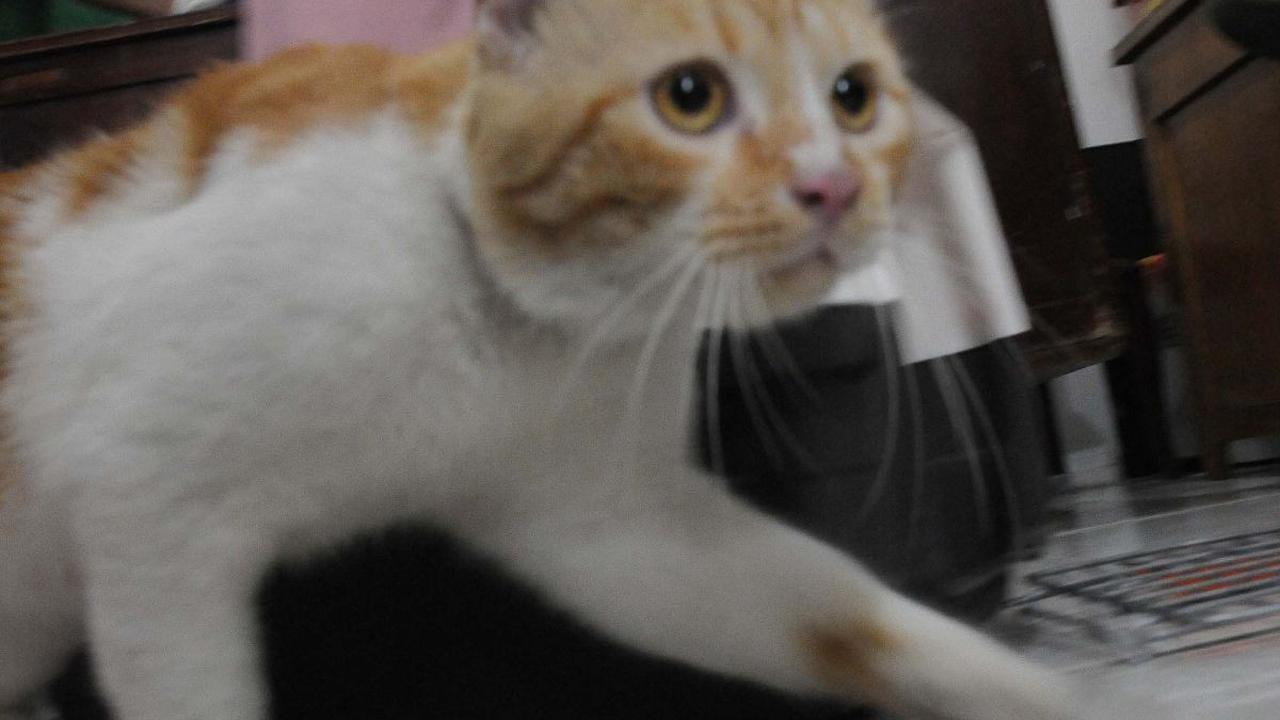 Penyediaan vaksin rabies gratis ini lebih mengarah pada sasaran hewan perliharaan seperti anjing, kucing, kera hingga musang.