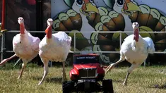 Sejumlah ayam kalkun mengejar truk remote kontrol saat balap Turkey Stampede pada acara tahunan Kern County Fair di Bakersfield, California, Sabtu (30/9). Mainan truk remote kontrol itu berisi makanan sebagai umpan bagi ayam Kalkun. (Mark RALSTON/AFP)