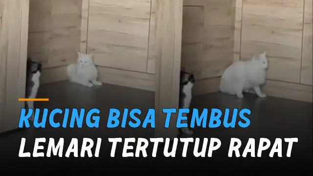 Kucing punya tingkah yang kadang sulit dipahami manusia.