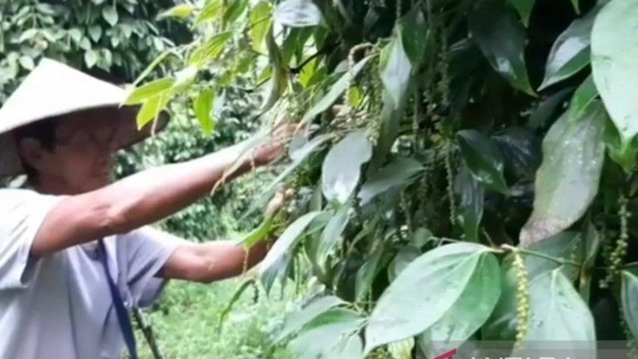 Babel Genjot Petani Milenial Wujudkan Hilirisasi Lada Putih, Amankan Anggaran Rp300 Triliun
