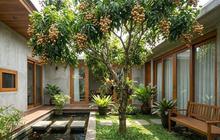10 Jenis Tanaman Buah yang Cocok Ditanam di Halaman Belakang Rumah