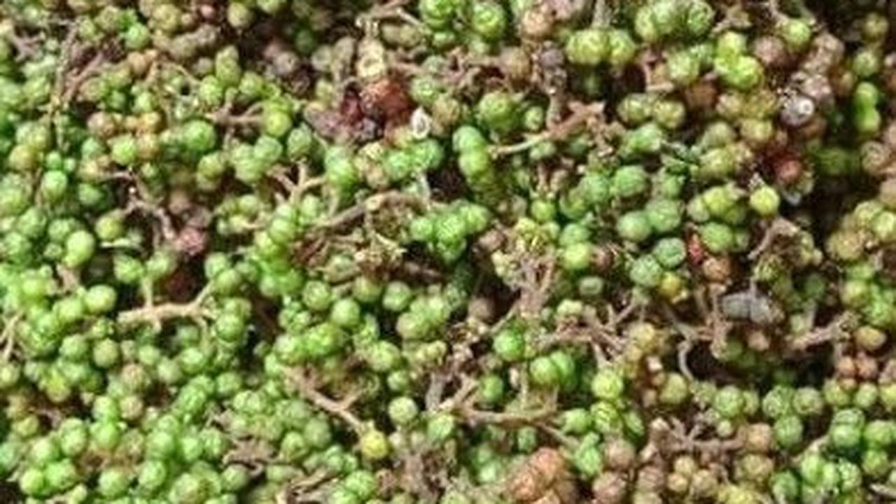 Jadi, jangan ragu untuk menambahkan andaliman ke dalam daftar belanja Anda berikutnya dan nikmati berbagai manfaat kesehatan yang ditawarkannya.