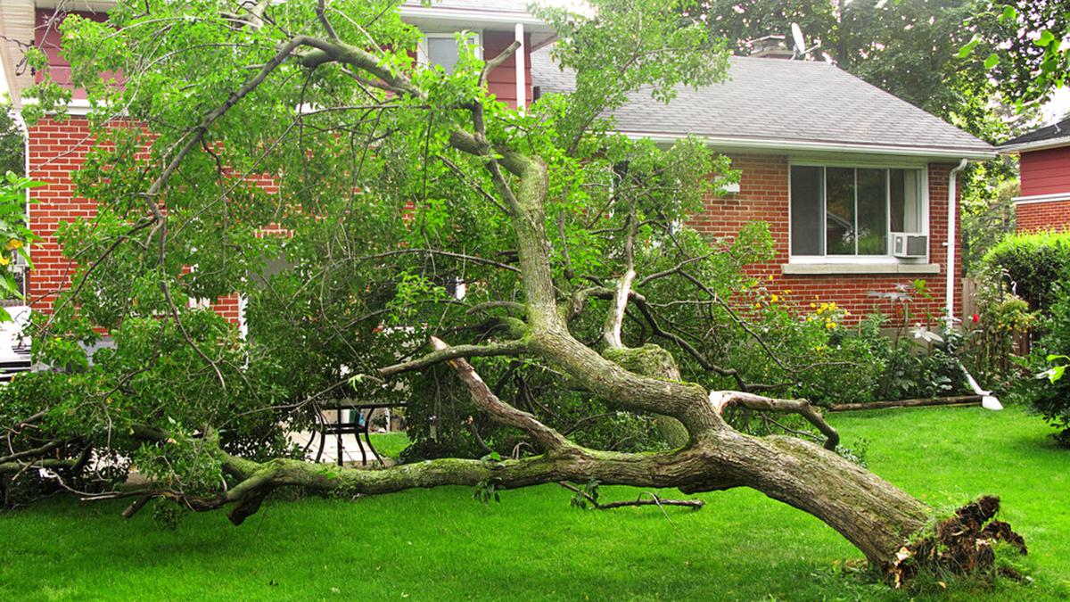 Penafsiran Arti Mimpi Melihat Pohon Tumbang Yang Membawa Pesan