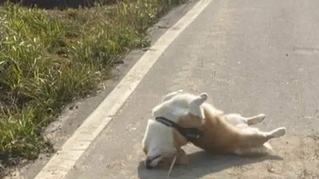 Potret Hewan dengan Sejumlah Aksi Lucu dan Kocak, Bikin Ngakak