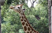 Hari Ini Taman Margasatwa Ragunan Tutup, Satwa-Satwa Istirahat