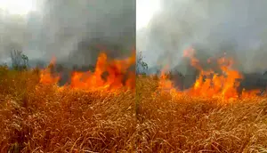 Kebakaran di Way Kambas Sulit Padam, Ini Penyebabnya