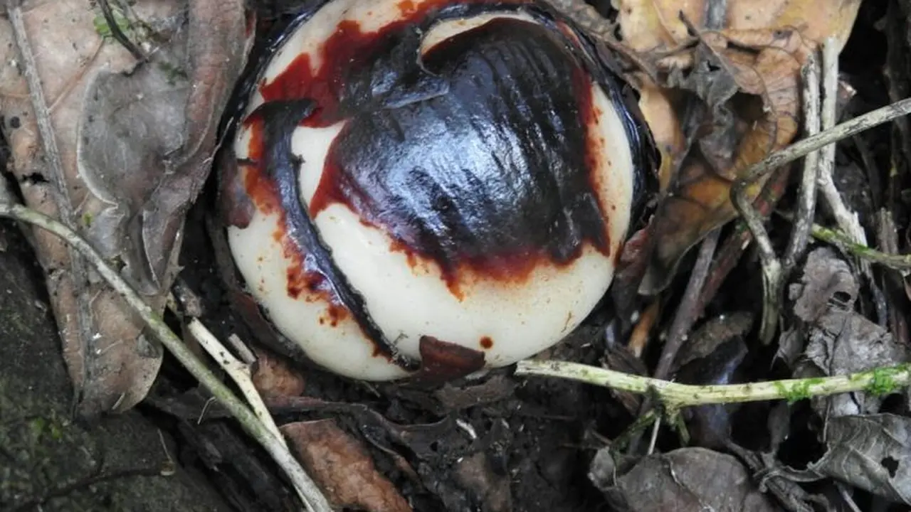 Rafflesia Rochussenii