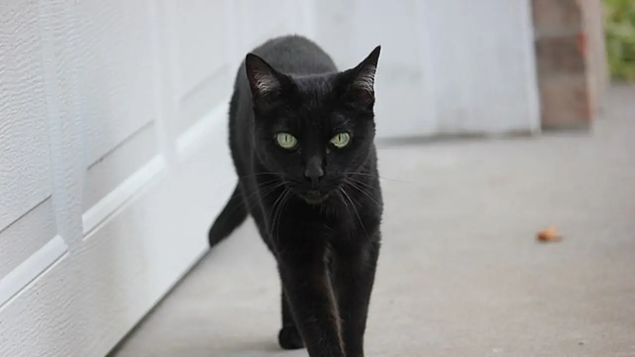 Kucing hitam (Sumber: Wikimedia Commons)