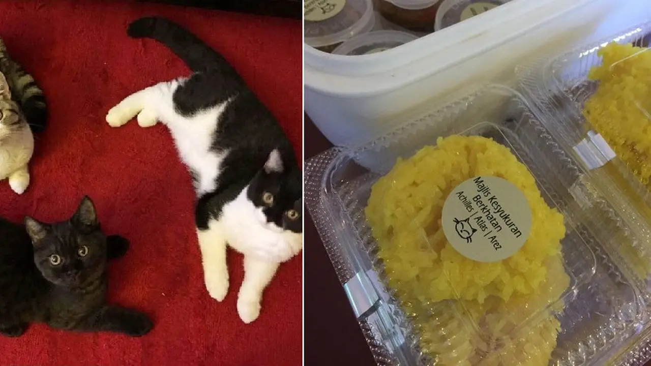 Rayakan Kucingnya Disterilkan, Pria Ini Bagi-bagikan Rendang ke Rekan Kerja