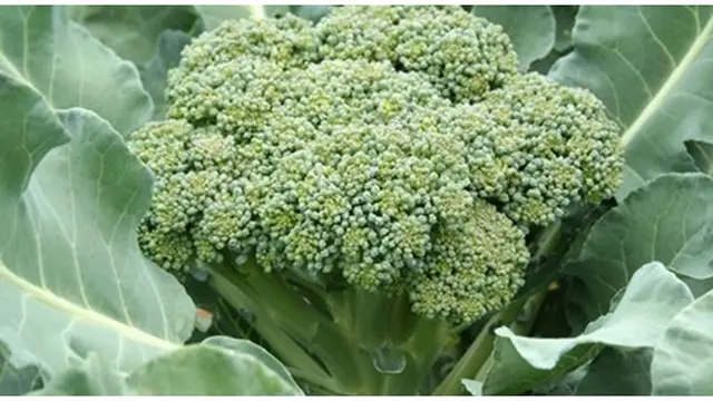 Foto: copyright wonderslist.com