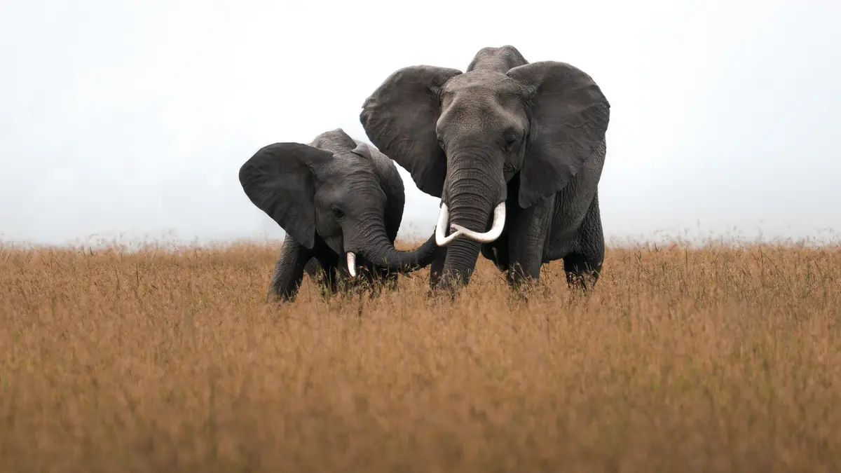 Arti Mimpi Gajah, Pertanda Mendapat Keberuntungan Melimpah - Hot