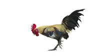 5 Cara Merawat Ayam Bangkok Pedaging dan Aduan, Bisa Menambah Penghasilan