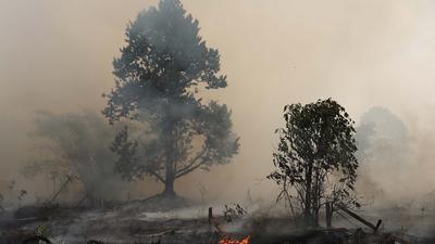 Kebakaran Hutan Kalimantan Meluas, Kemenhut Genjot Operasi Modifikasi Cuaca
