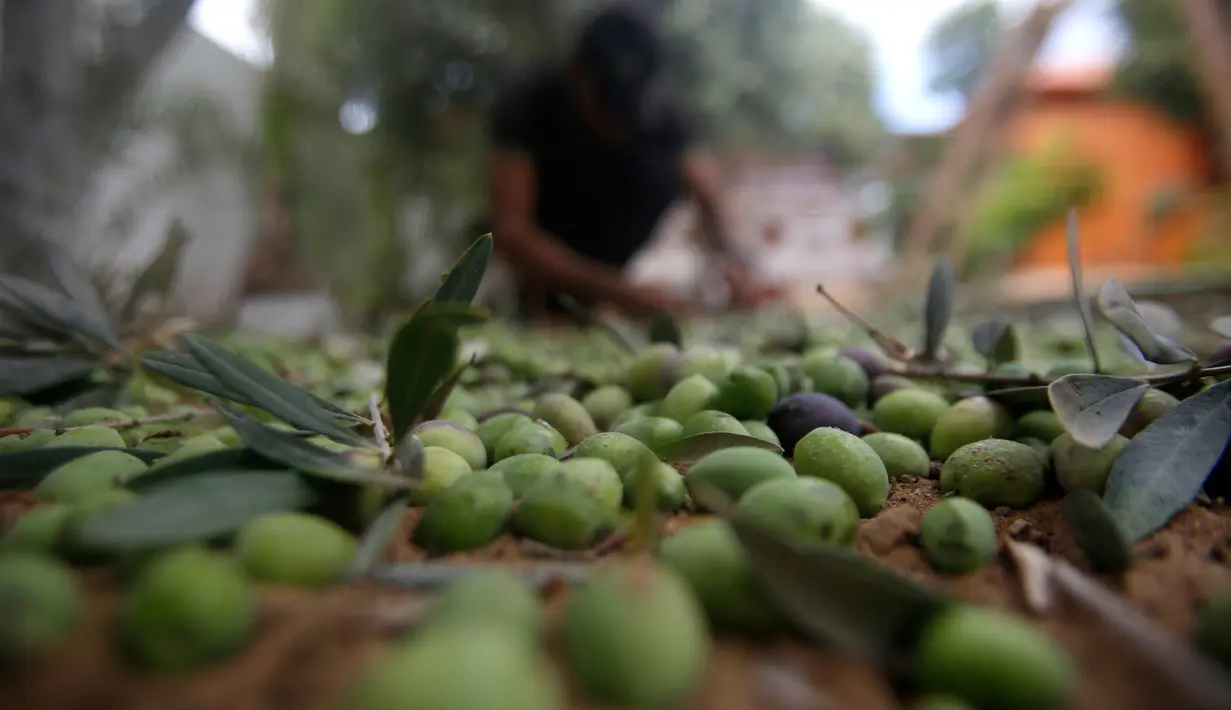 Petani Palestina memisahkan daun dari buah zaitun selama musim panen di kota Gaza pada 5 Oktober 2019. Memanen zaitun dianggap sebagai perayaan bagi warga Palestina dan hari yang menggembirakan bagi para petani di Gaza, serta Palestina pada umumnya. (AP/Hatem Moussa)