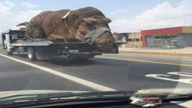 7 Benda Dibawa Pakai Truk Ini Absurd Abis