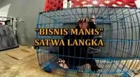 Kalangan orang berkantong tebal menjadi salah satu pasar utama penjualan satwa langka.