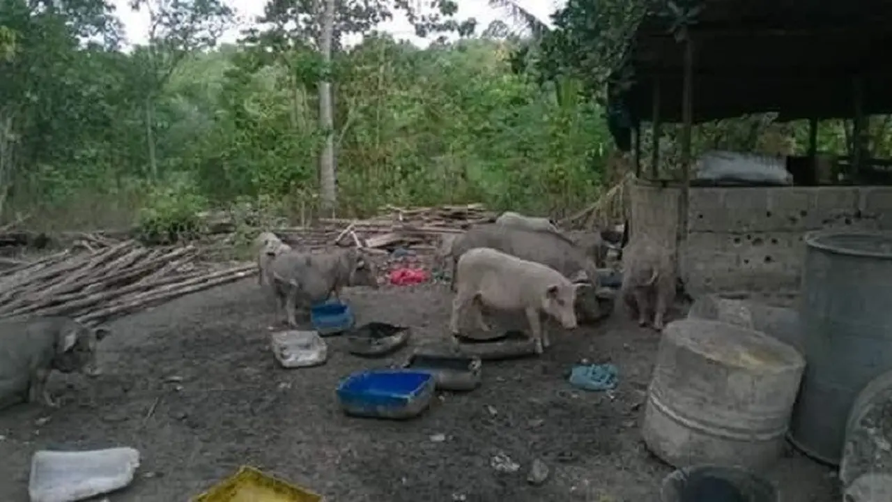 Babi-Babi di Waduk Duriangkang Batam Bakal Ditombak Hari Ini 