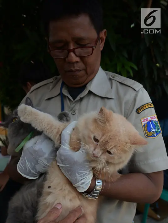 Petugas menyuntikkan vaksin anti rabies pada kucing milik warga di Kelapa Dua Wetan, Ciracas, Selasa (8/1). Kegiatan ini memberikan edukasi tentang pentingnya peran serta masyarakat dalam mempertahankan Jakarta Timur bebas rabies (Merdeka.com/Imam Buhori)