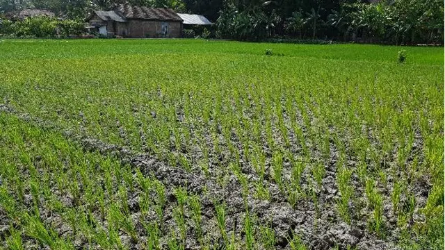 Sawah.