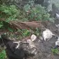 Belasan ekor domba tersambar petir Tuaneo, Desa Nembrala, kecamatan Rote Barat, Kabupaten Rote Ndao pada Minggu (29/12/2019) sekitar pukul 14.00 Wita. (Foto: Liputan6.com/Istimewa/Ola Keda)