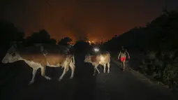 Seorang pria berjalan pergi dengan hewan-hewan ternaknya dari kebakaran yang mengamuk di desa Cokertme, dekat Bodrum, Turki, Senin (2/8/2021). Api dari kebakaran hutan yang masih terus berkobar membuat sejumlah warga memilih untuk mengungsi ke tempat yang lebih aman (AP Photo/Emre Tazegul)