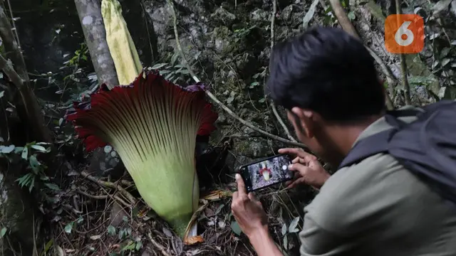 Amorphophallus titanum