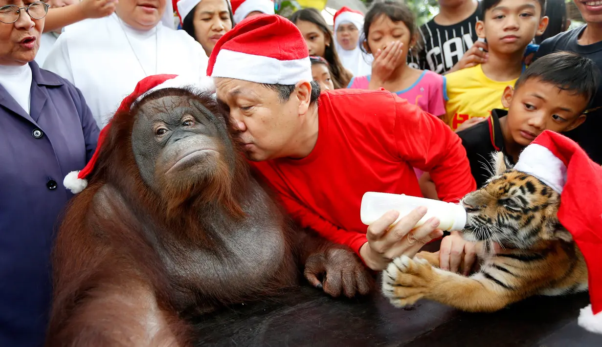 Pendiri Malabon Zoo Manny Tangco mengenakan kostum Santa Claus mencium Orangutan Pacquiao saat merayakan pesta natal di Malabon, Filipina (21/12). (AP Photo / Bullit Marquez)
