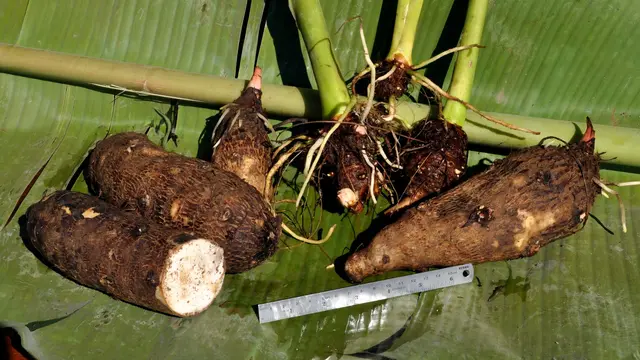 Umbi Kimpul