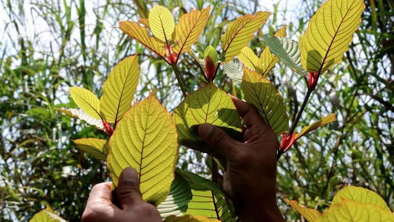 Apa Dampak Kratom pada Tubuh?