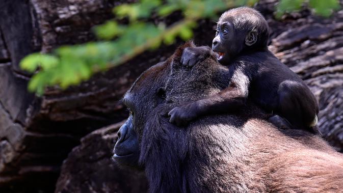 Gorila dataran rendah barat, Lou Lou dan anaknya terlihat di Kebun Binatang Belo Horizonte, Brasil pada 14 Oktober 2019. Bayi gorila langka yang lahir  8 Juli 2019 ini merupakan keturunan keempat spesies dataran rendah barat yang sangat terancam punah. (DOUGLAS MAGNO/AFP)