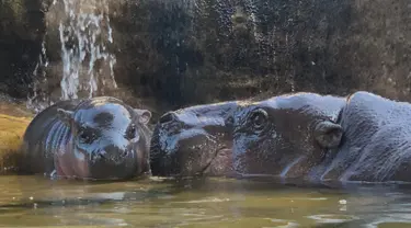 Bayi kuda nil kerdil jantan berusia dua hari berada di sebelah ibunya yang bernama Chiao Chiu saat bermain air di Taipei Zoo, Taiwan, Senin (12/8/2019). (Sam YEH/AFP)