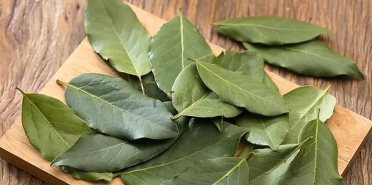Cara Kerja Air Rebusan Daun Salam, Obat Tradisional yang Berguna untuk Kesehatan Jantung dan Kolesterol