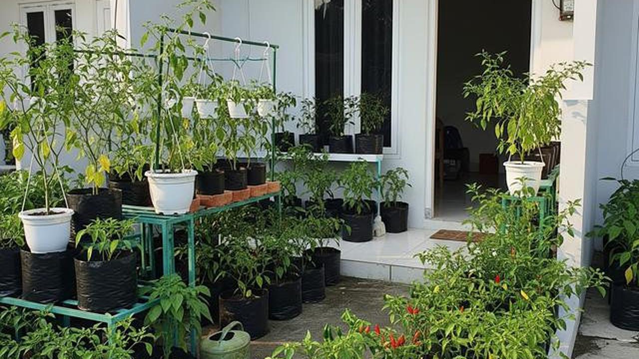 7 Ide Kebun Cabai Mini di Halaman Sempit Rumah Subsidi, Panen Melimpah di Lahan Terbatas