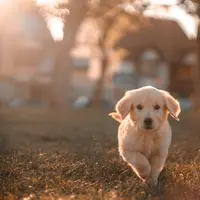 Ilustrasi/Copyright unsplash/Cristian Castillo