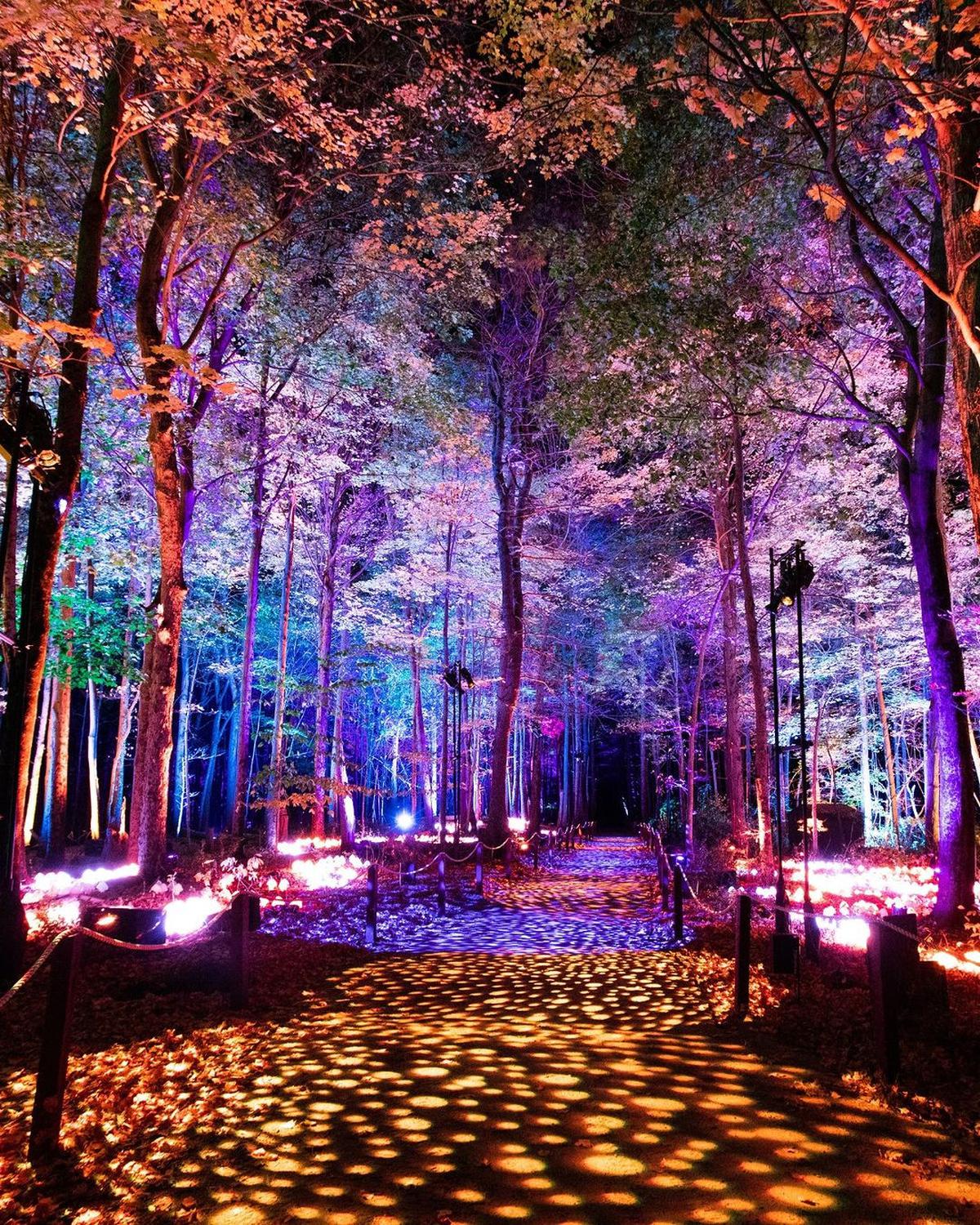 Harry Potter: A Forbidden Forest Experience