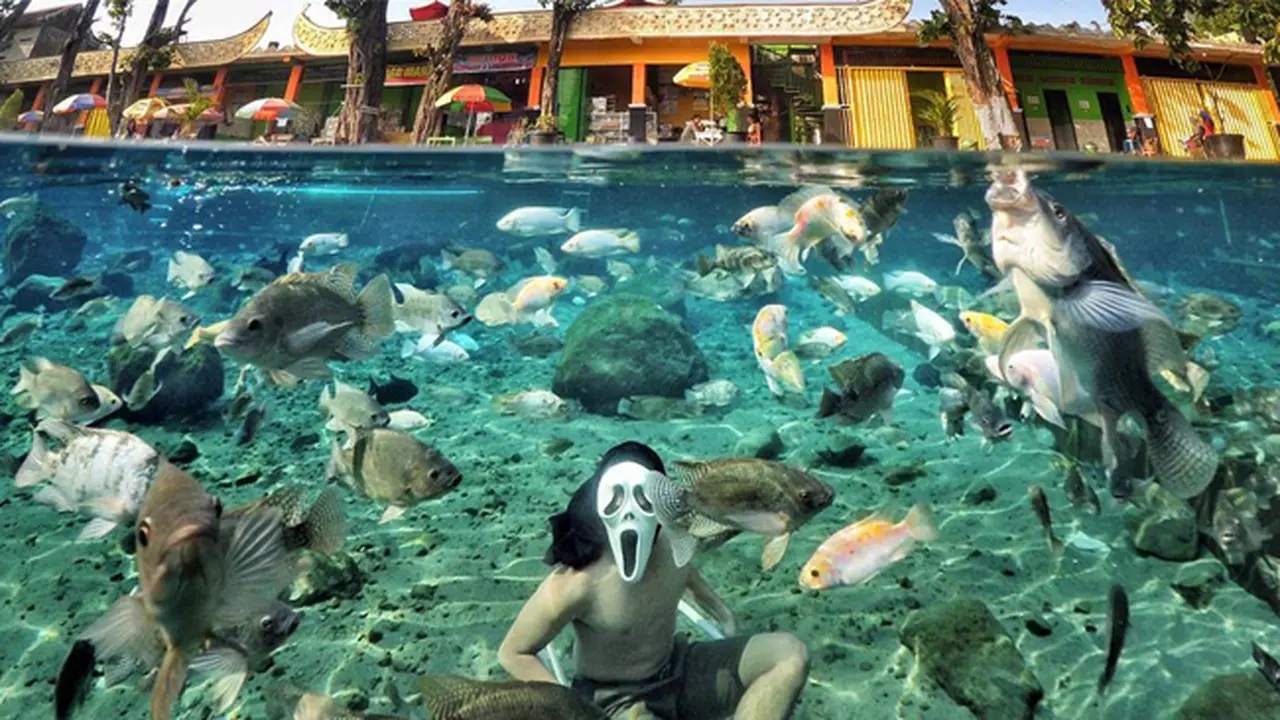 Serunya Selfie Bareng Ikan di Umbul Ponggok Klaten