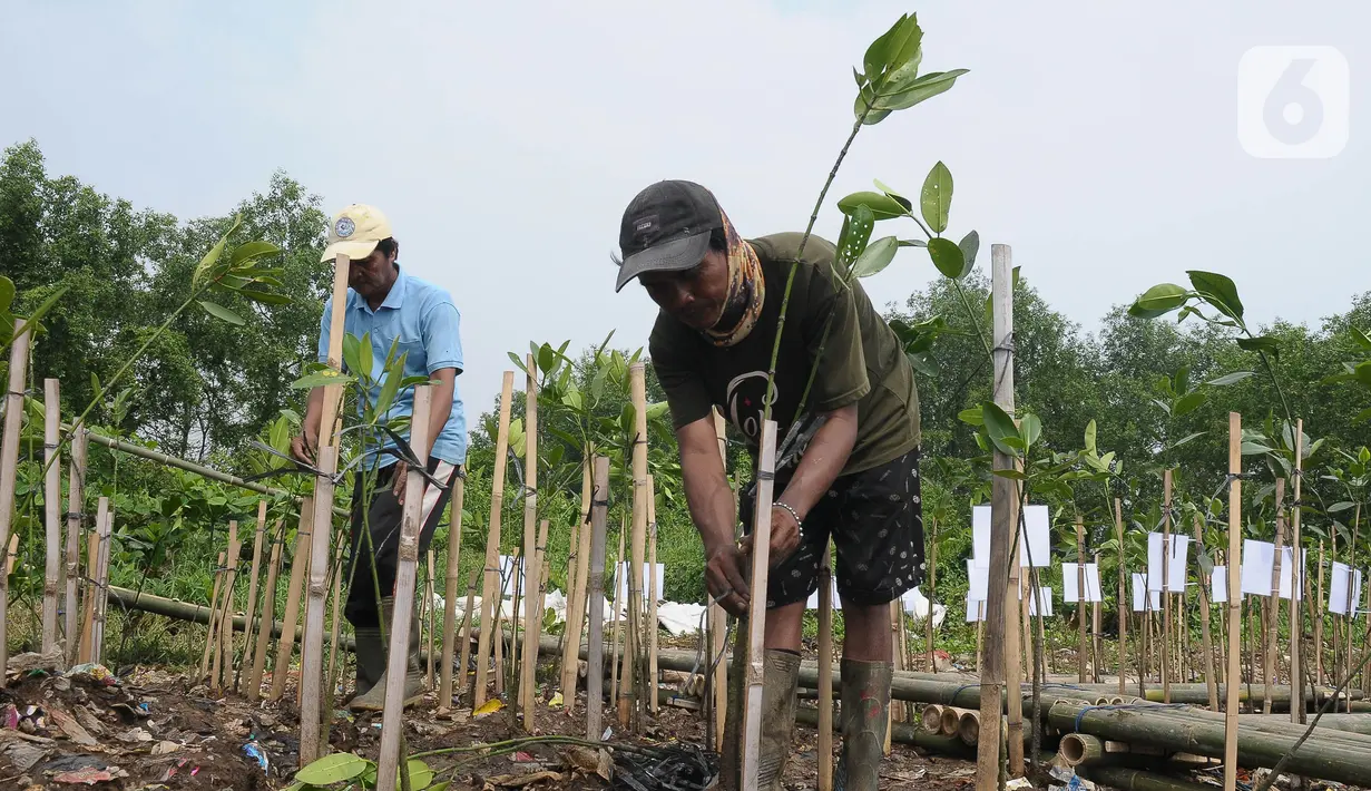Luas ini merupakan 20 persen dari luas total seluruh hutan mangrove di dunia. (merdeka.com/imam buhori)