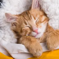 Cat Burrito, Teknik Membungkus Kucing yang Aman dan Bebas Stres