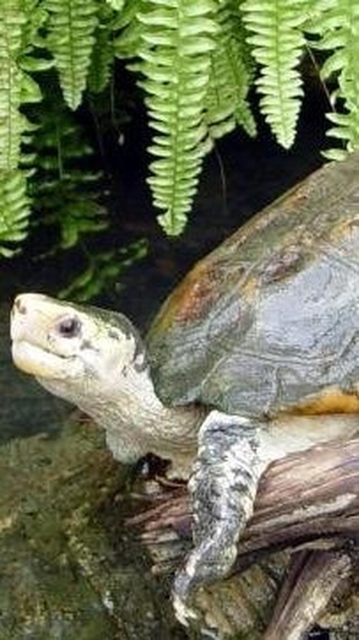 3. Kura-kura Hutan Sulawesi (Leucocephalon yuwonoi)