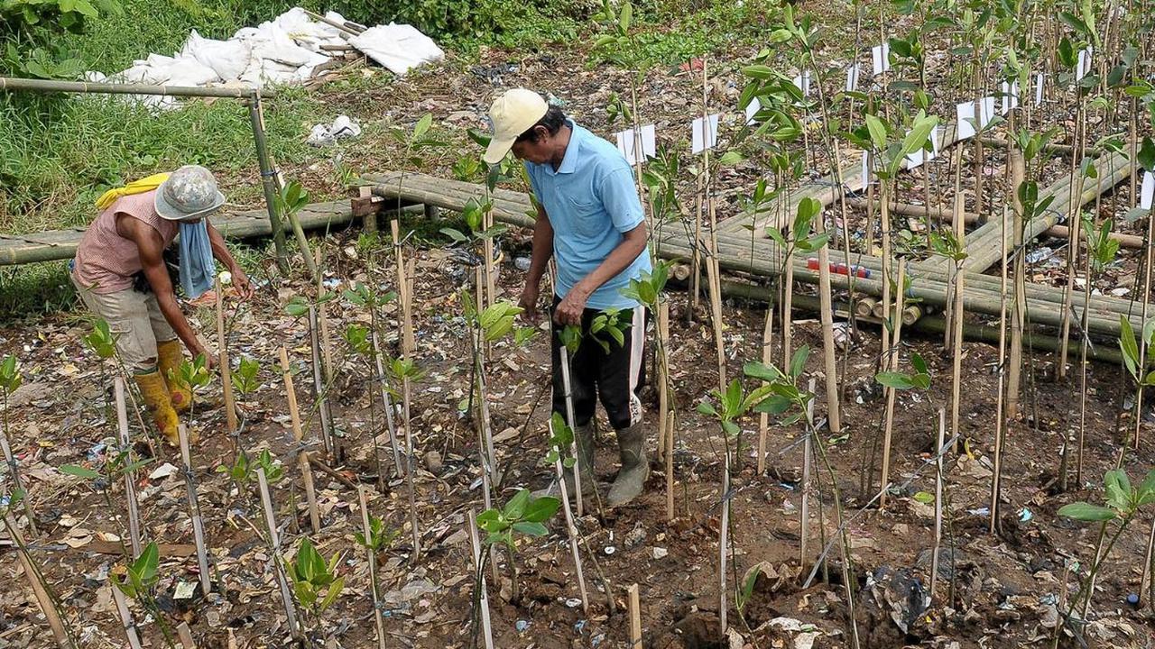 Dalam rangka memperingati Hari Mangrove Sedunia, sekelompok warga menanam 1.000 pohon bakau atau mangrove di kawasan Eco Marine Mangrove, Muara Angke, Jakarta, pada Rabu (26/7/2023). Aksi penenaman pohon bakau itu sekaligus sebagai upaya mencegah terjadin