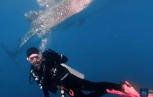 Aksi Keren Prilly Latuconsina Berenang Bareng Whale Shark di Laut, Tuai Banyak Pujian