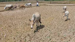 Warga menggembala hewan ternaknya pada sawah yang retak akibat kekeringan di kawasan Weninggalih, Jonggol, Jawa Barat, Selasa, 25 Agustus 2026. (KLY/ Arie Basuki)