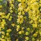 5 Tanaman Rambat dengan Bunga Warna Kuning untuk Mempercantik Taman Rumah