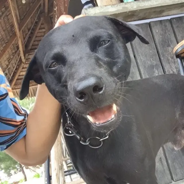 Demi Wisata Halal, Aparat Negara Diduga Renggut Nyawa Seekor Anjing