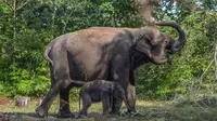 Foto yang diambil pada 3 Desember 2021 ini menunjukkan seekor bayi gajah Sumatra jantan berusia dua hari sedang bersama induknya, Ria, di Taman Nasional Tesso Nilo, Pelalawan. (WAHYUDI/AFP)